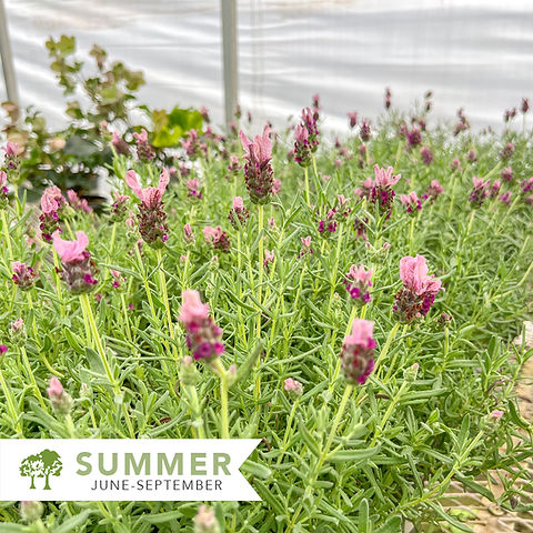 lavande.。.:♡* Javelin Forte™ Deep Rose Lavender - Lavandula stoechas 'LABZ0006