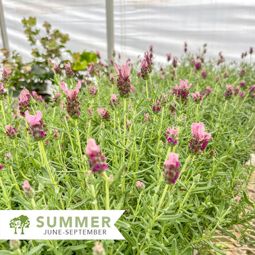 Javelin Forte™ Deep Rose Lavender - Lavandula stoechas 'LABZ0006