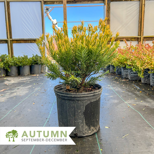 Golden Dragon™ Japanese Plum Yew – Cephalotaxus harringtonia