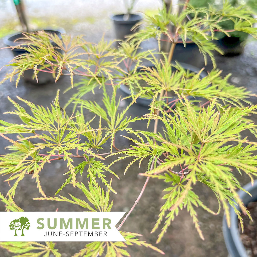 Seiryu Japanese Maple – Acer palmatum 'Seiryu'