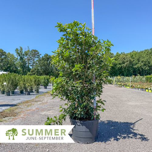 Fragrant Tea Olive - Osmanthus fragrans | Shepherdssupply