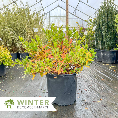 George L Taber Azalea - Rhododendron indicum 'George L. Taber