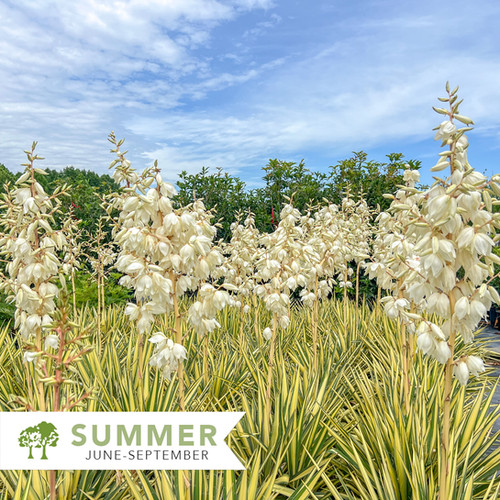 yukana⭐︎ Color Guard Yucca – Yucca filamentosa 'Color Guard' | Shepherdssupply