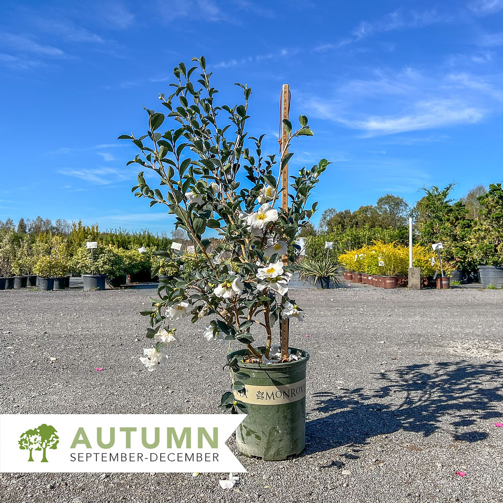 Thumbnail: Setsugekka Camellia - Camellia sasanqua 'Setsugekka'