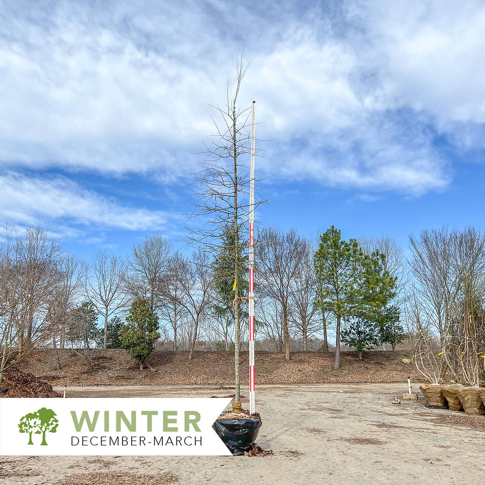 Thumbnail: Willow Oak - Quercus phellos
