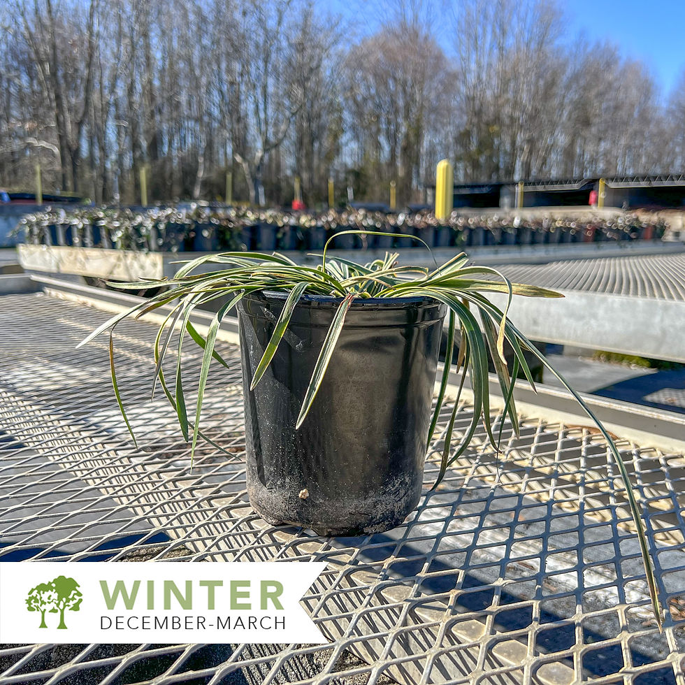 Thumbnail: Variegated Liriope-Liriope muscari 'Variegata'