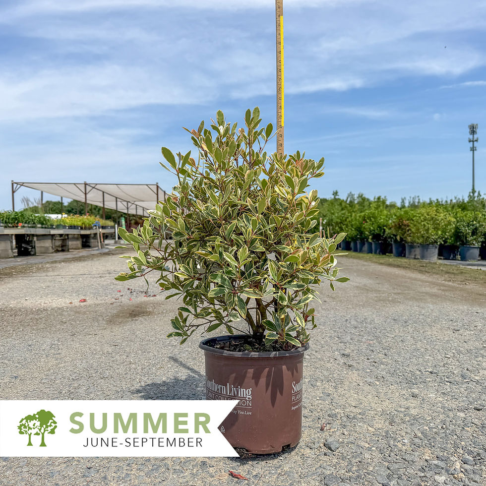 Thumbnail: Juliet® Cleyera – Ternstroemia gymnanthera 'Broody'