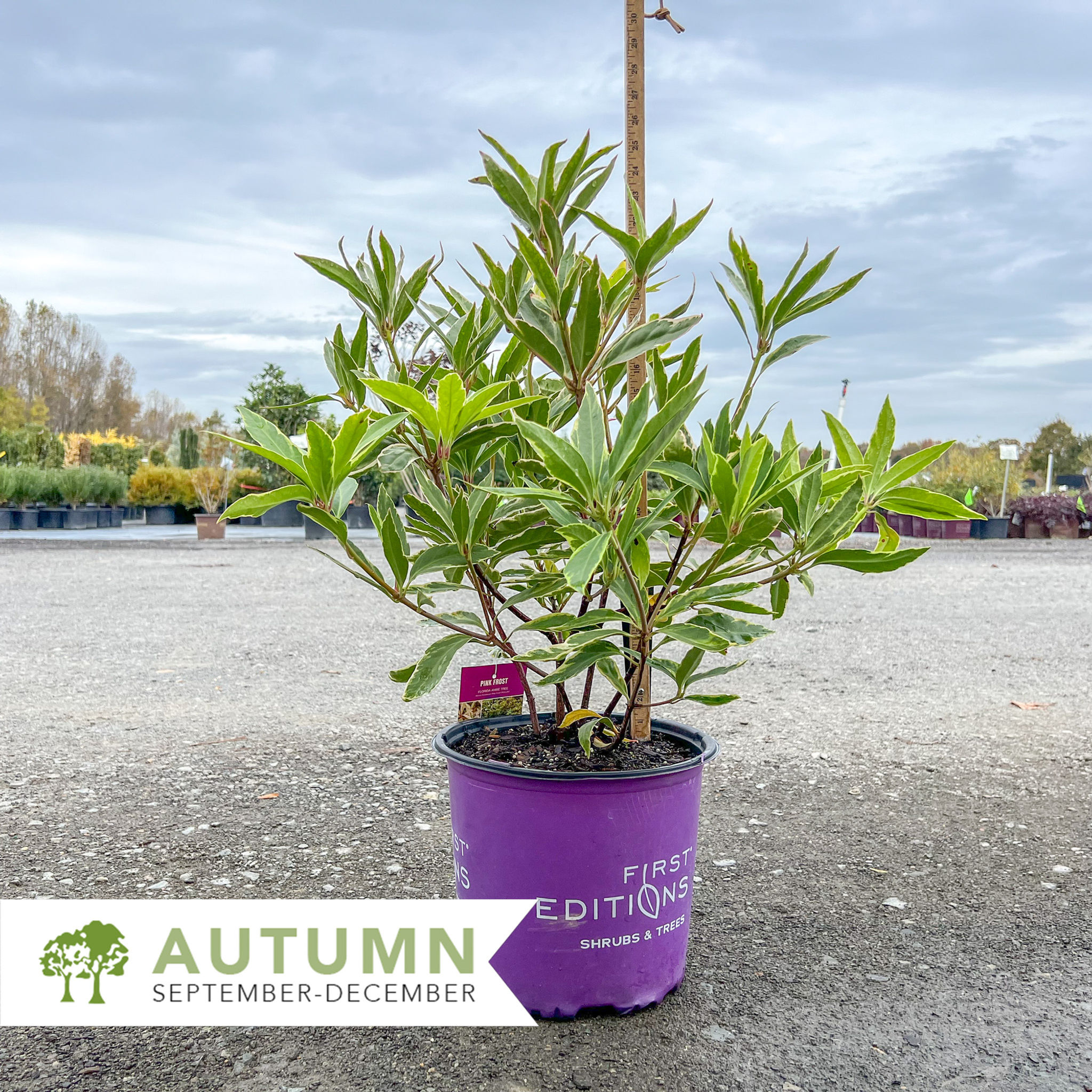 Pink Frost Anise - Illicium floridanum 'Pink Frost'