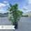 Thumbnail: Sweet Olive - Osmanthus fragrans