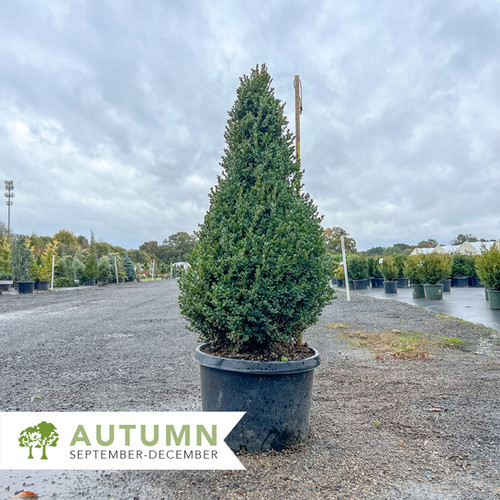 Green Mountain Boxwood Cone - Buxus x 'Green Mountain