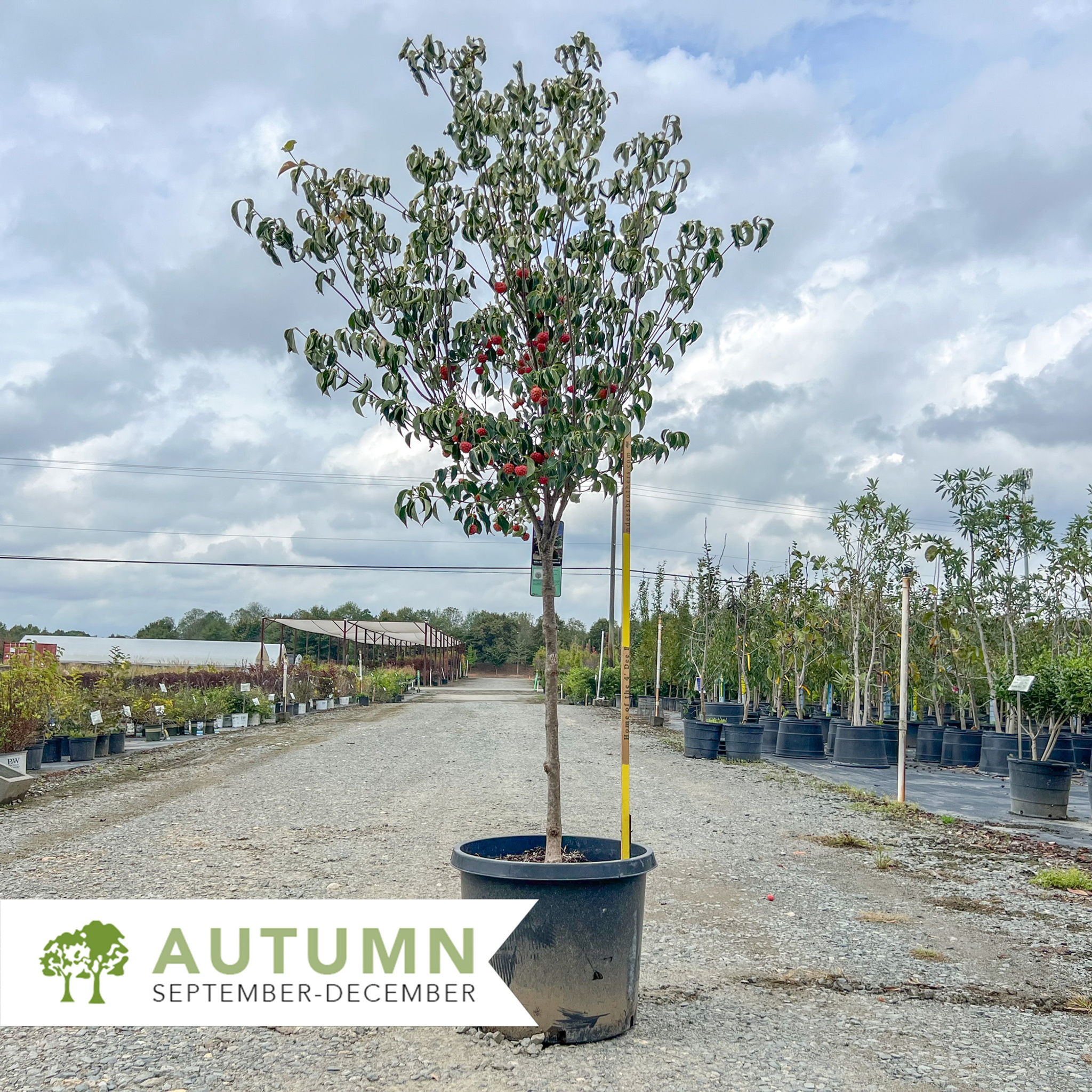 Milky Way Dogwood - Cornus kousa var chinensis 'Milky Way'
