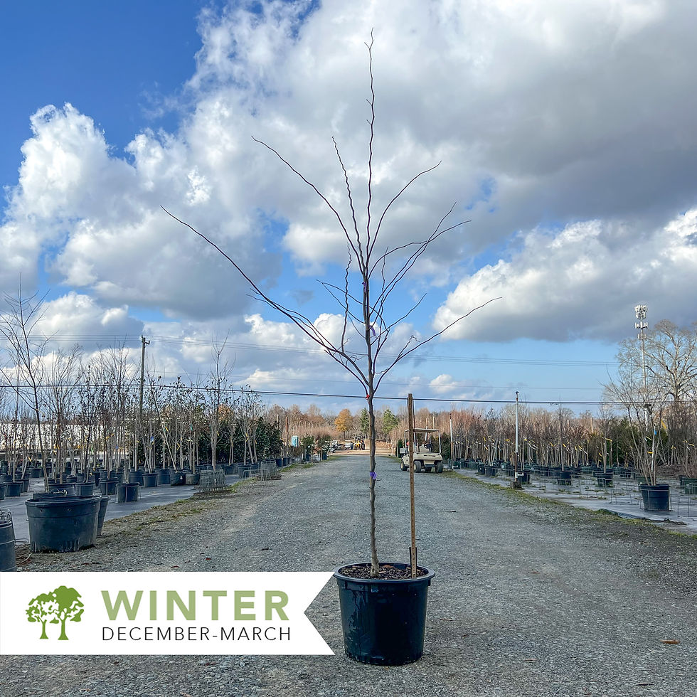 Thumbnail: Black Pearl™ Redbud - Cercis canadensis 'JN16'