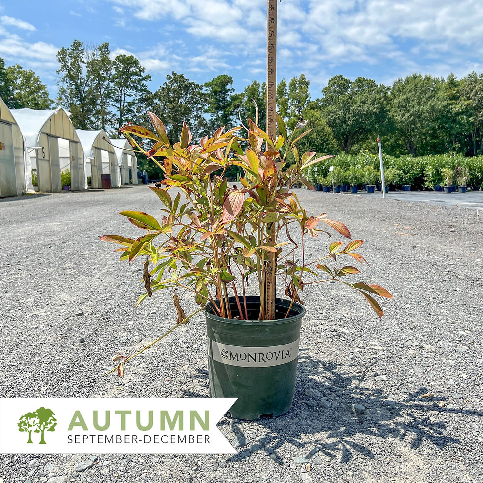 Thumbnail: Kansas Peony - Paeonia lactiflora 'Kansas'