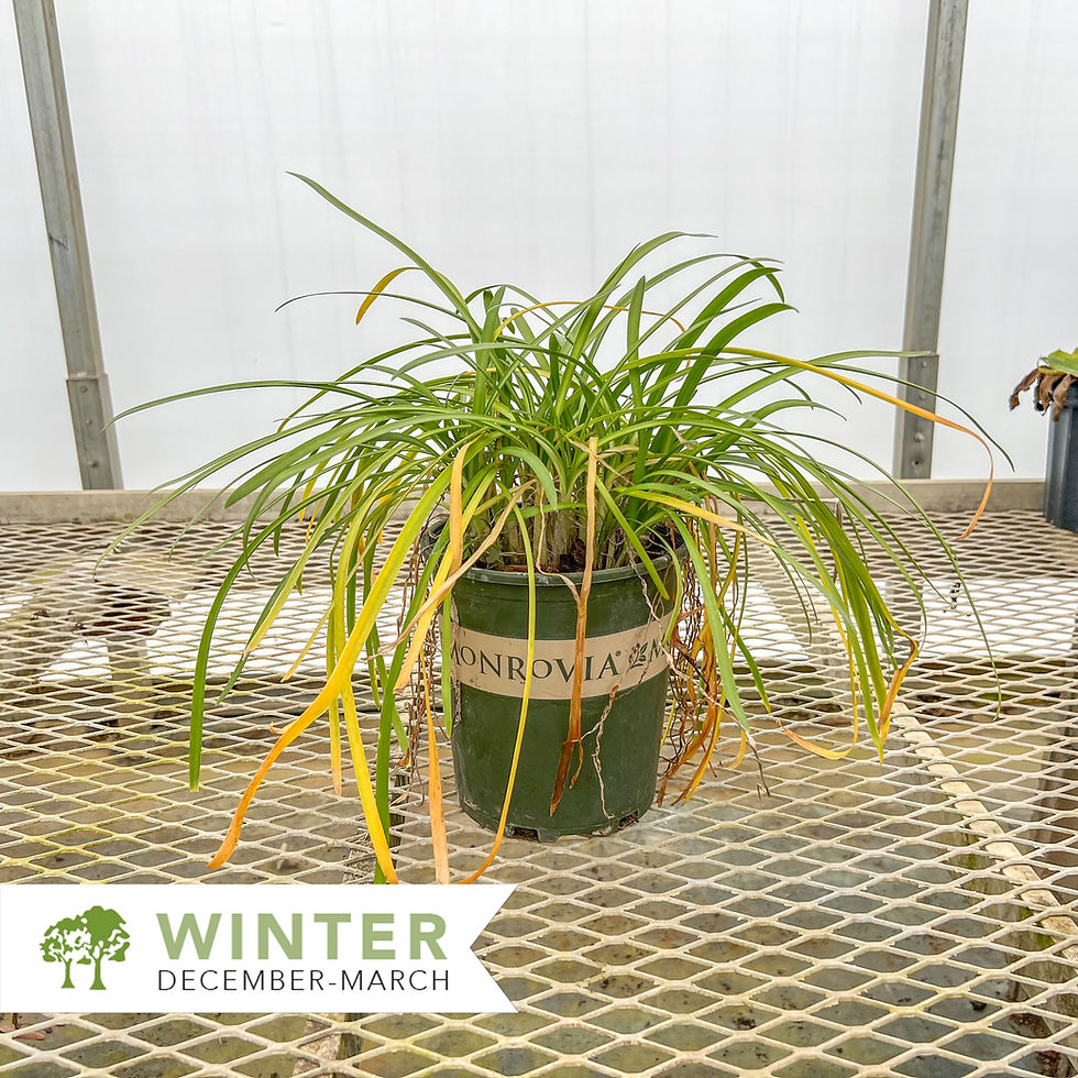 Thumbnail: Bridal Veil® Agapanthus - Agapanthus 'Monsapho'