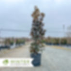 Thumbnail: Little Gem Magnolia - Magnolia grandiflora 'Little Gem'