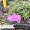 Thumbnail: Scarlet Flame Creeping Phlox – Phlox subulata 'Scarlet Flame'