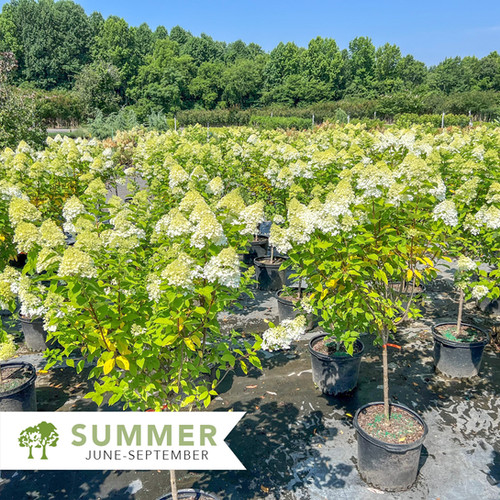 Limelight Hydrangea Tree Form - Hydrangea paniculata