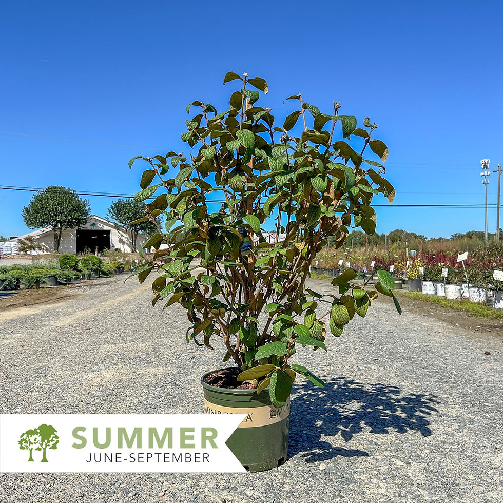 Thumbnail: Alleghany Viburnum - Viburnum rhytidophylloides 'Alleghany'