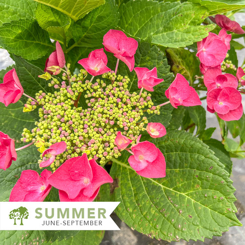 Cherry Explosion™ Hydrangea – Hydrangea macrophylla 'McKay