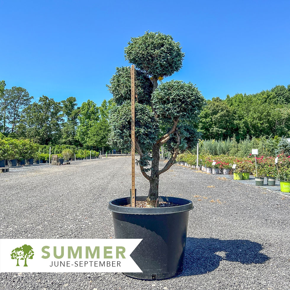 Thumbnail: Boulevard Cypress Pom Pom Topiary – Chamaecyparis pisifera 'Cyano-virdis'