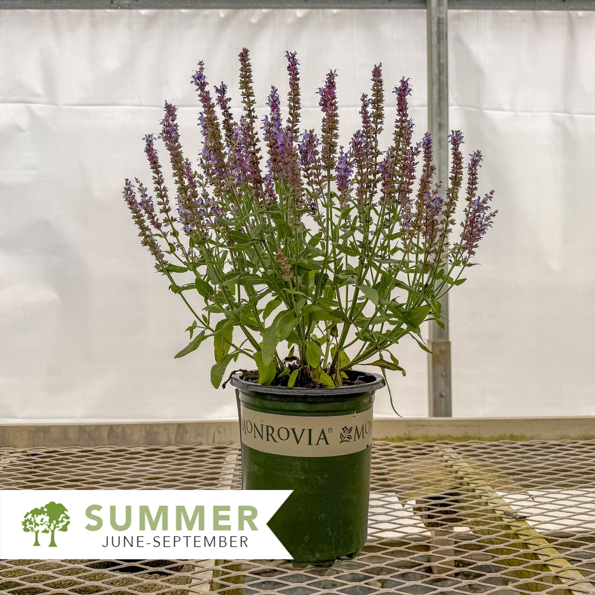 Apex™ Blue Meadow Sage – Salvia nemorosa x 'apex blue'