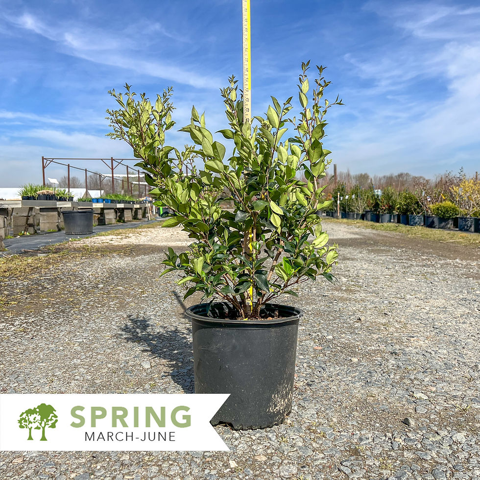 Thumbnail: Curled-Leaf Privet (Recurve) - Ligustrum japonicum 'Recurvifolium'