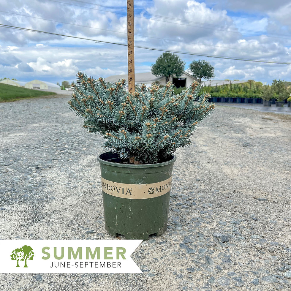 Thumbnail: Dwarf Globe Blue Spruce - Picea pungens 'Globosa'