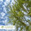 Thumbnail: Shawnee Brave Bald Cypress - Taxodium distichum 'Mickelson' SHAWNEE BRAVE