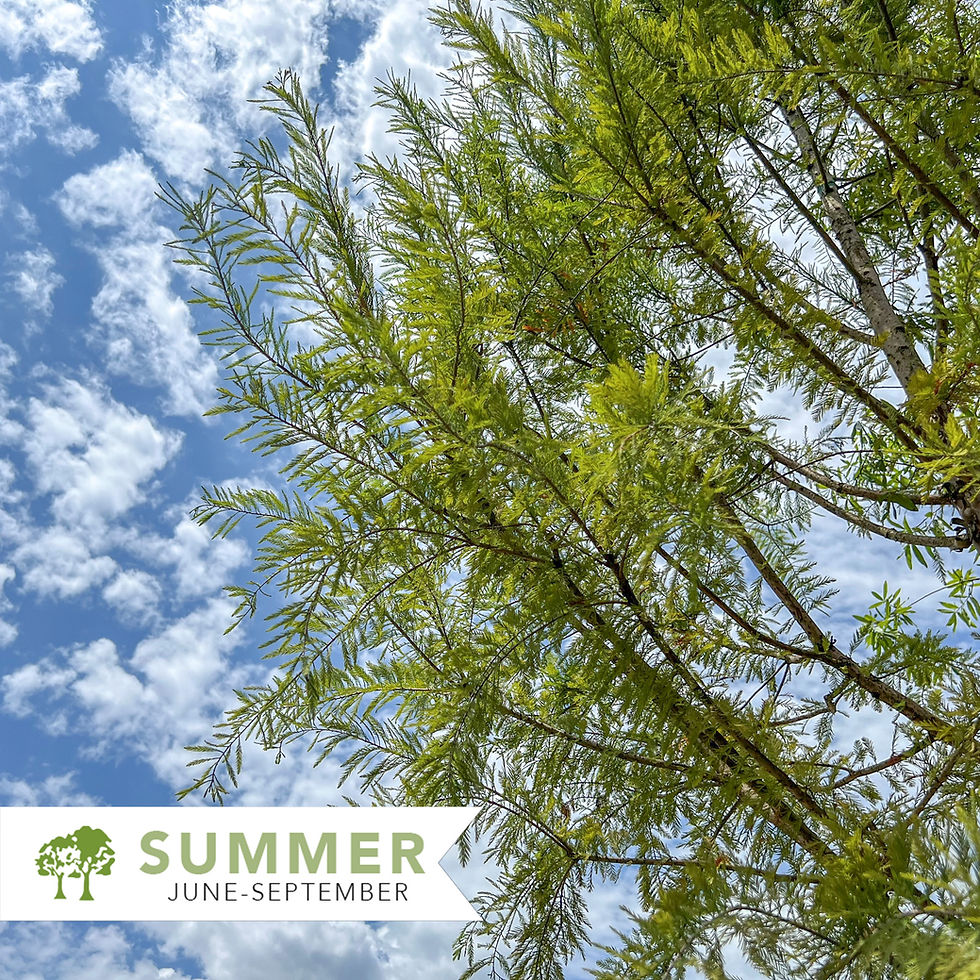 Shawnee Brave Bald Cypress - Taxodium distichum 'Mickelson' SHAWNEE BRAVE