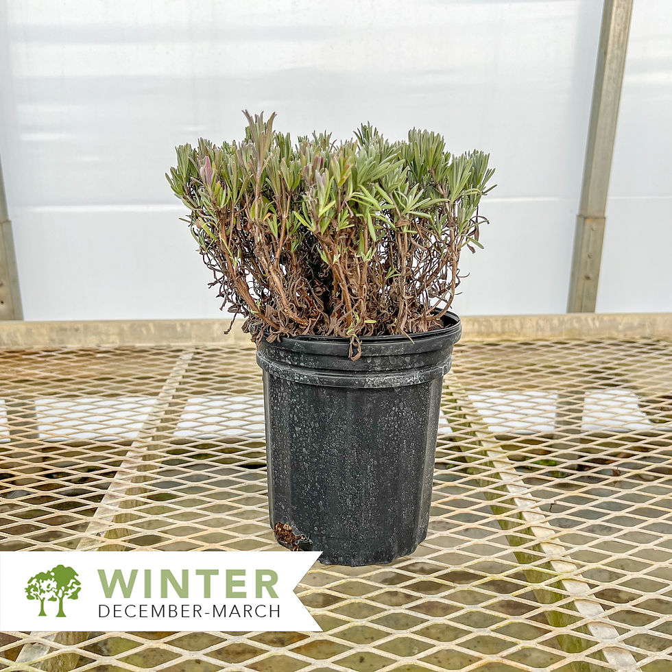 Thumbnail: Provence French Lavender - Lavandula x intermedia 'Provence'