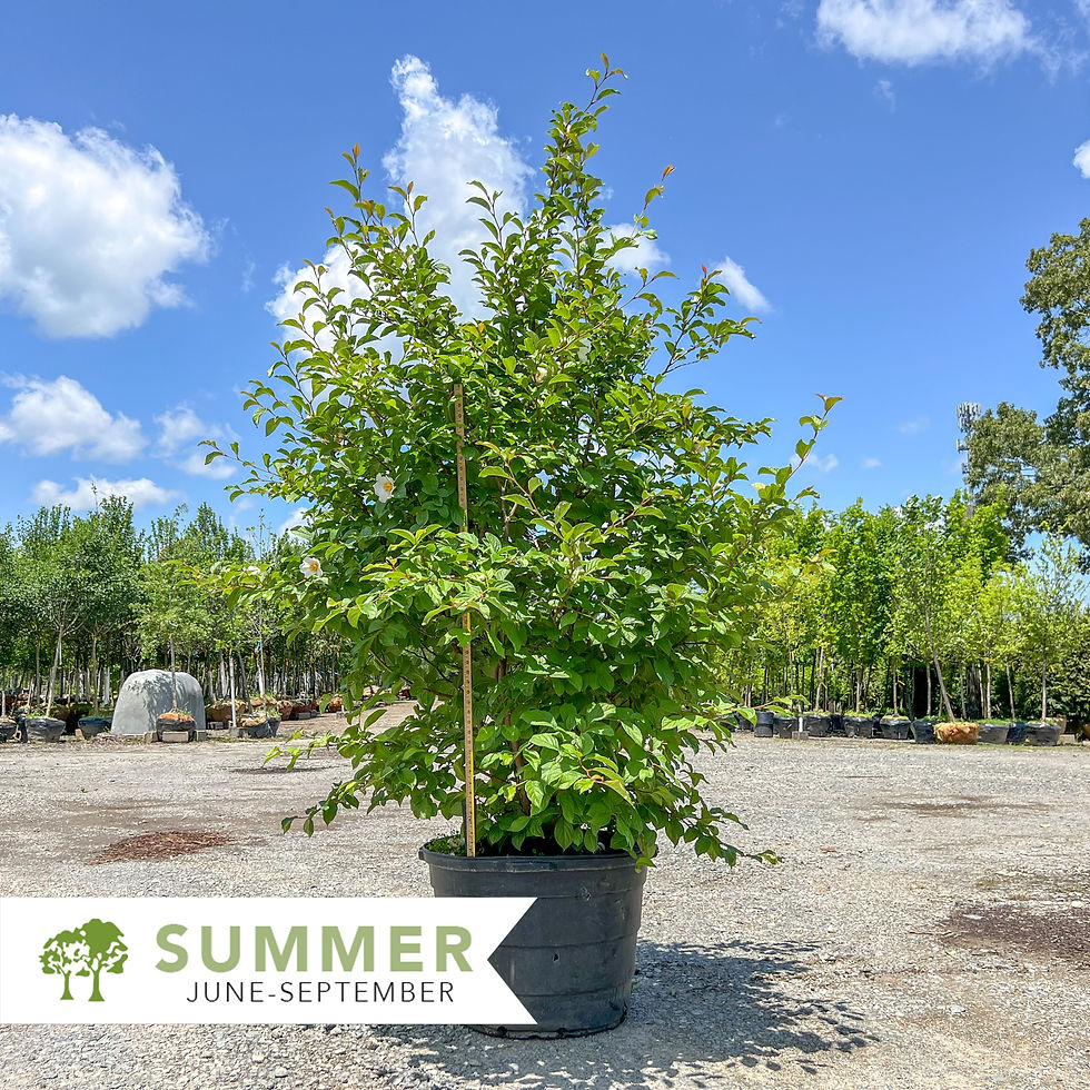 Japanese Stewartia - Stewartia pseudocamellia