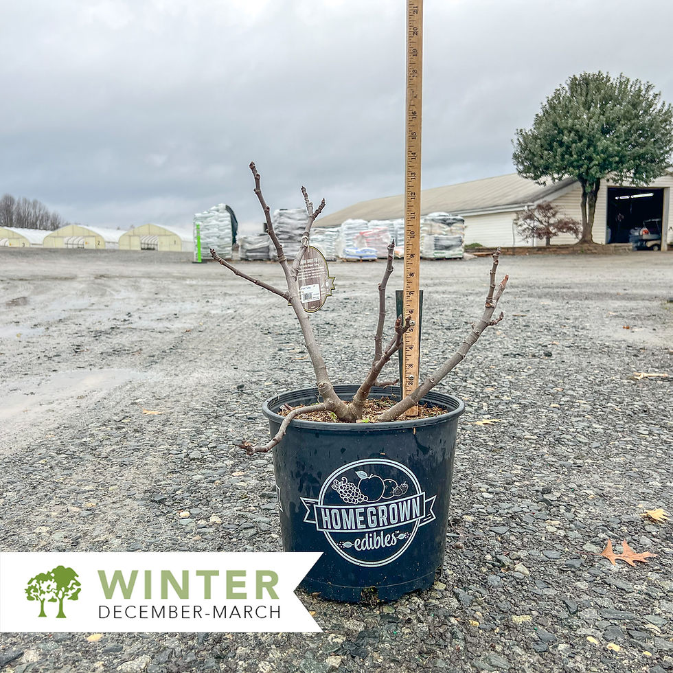 Thumbnail: Brown Turkey Fig - Ficus carica 'Brown Turkey'