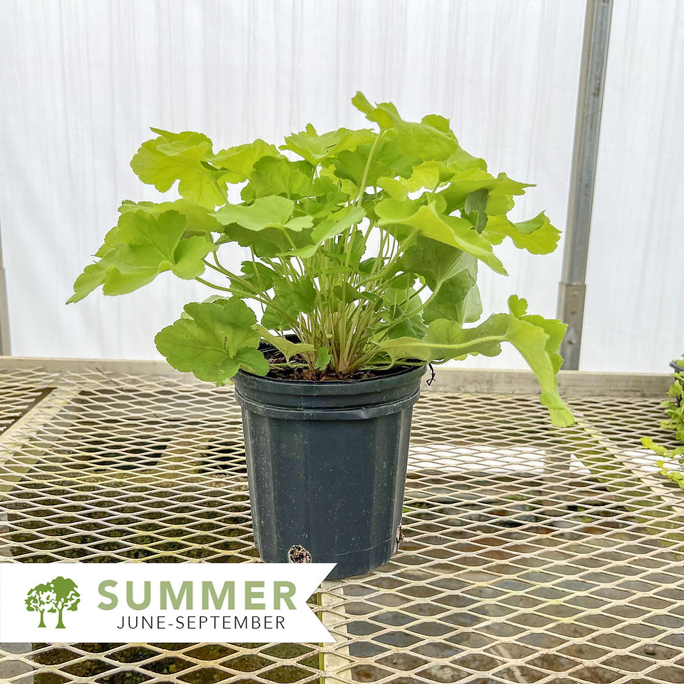 Thumbnail: Citronelle Coral Bells - Heuchera x 'Citronelle'