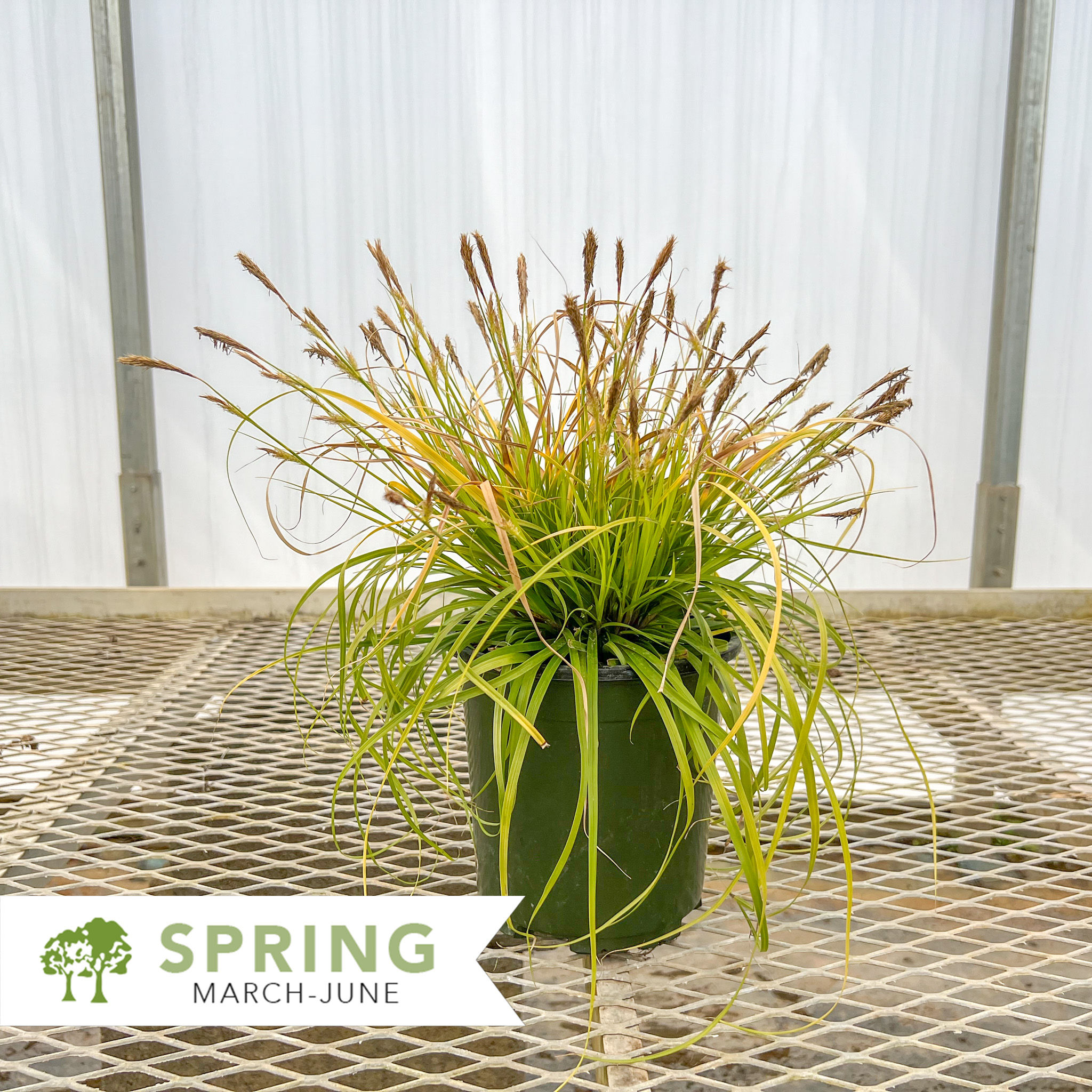 EverColor® Everillo Sedge - Carex oshimensis 'Everillo'