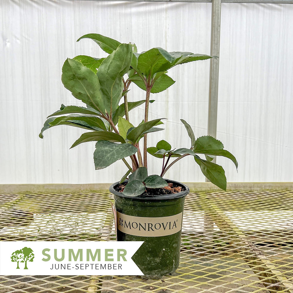 Thumbnail: Ice N' Roses® Rosado Lenten Rose – Helleborus x glandorfensis 'COSEH 5400'