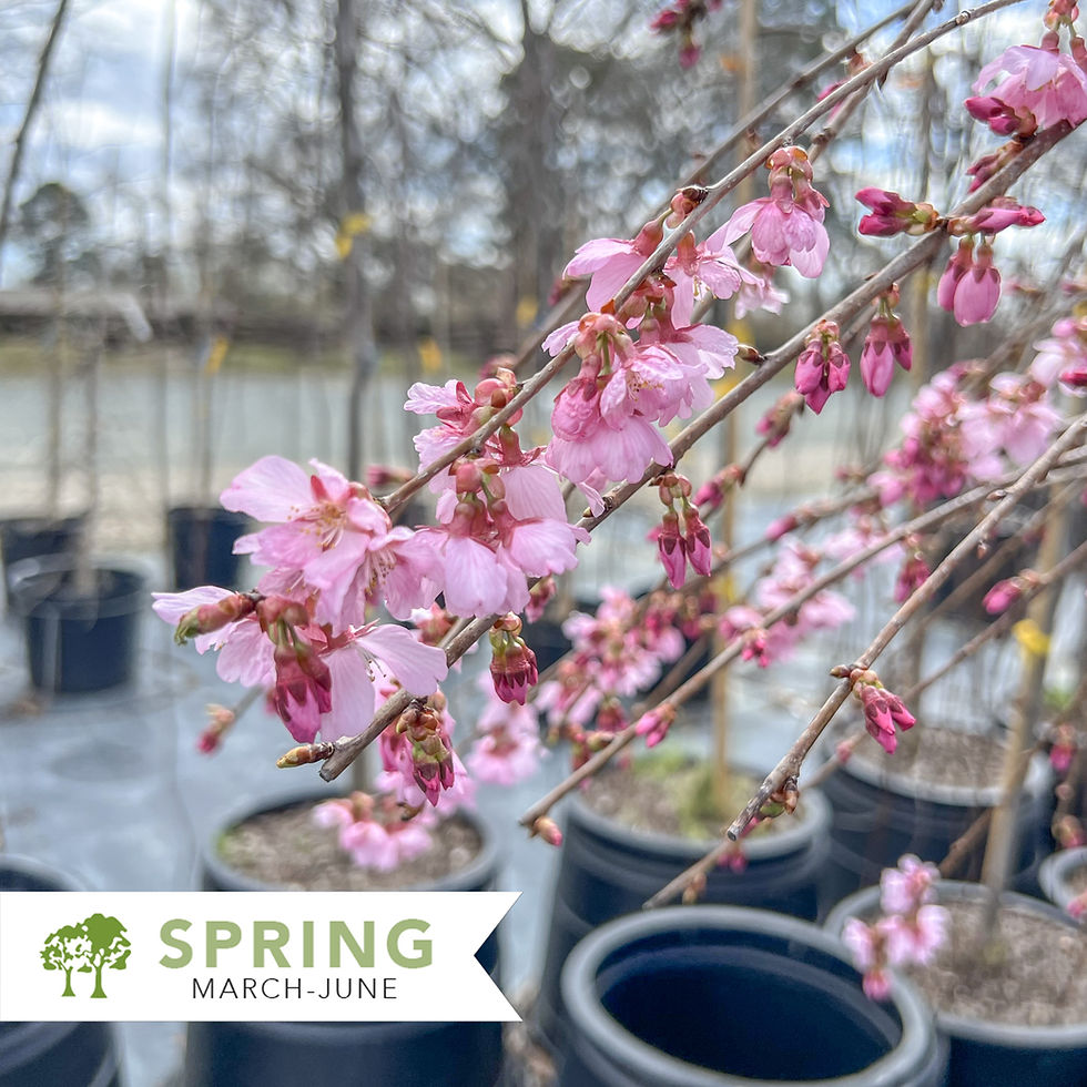Thumbnail: Pink Cascade® Weeping Cherry – Prunus 'NCPH1'