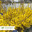 Thumbnail: Springshine Forsythia - Forsythia x 'SMFXGP'