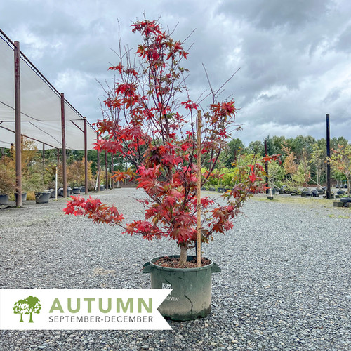Twombly's Red Sentinel Japanese Maple – Acer palmatum 'Twombly's