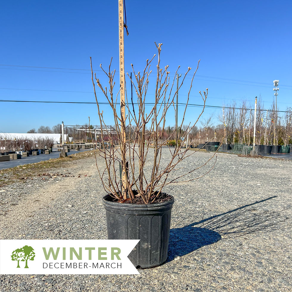 Thumbnail: Blue Shadow Fothergilla - Fothergilla major 'Blue Shadow'