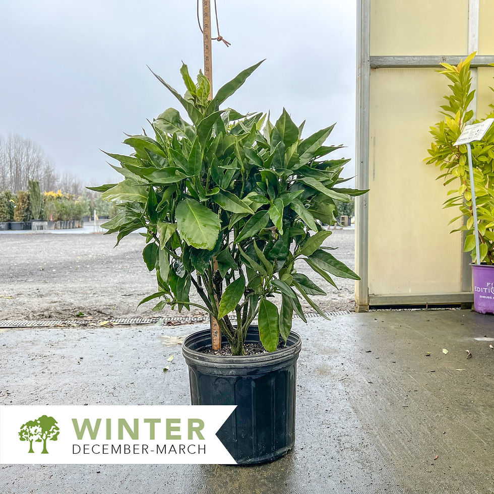 Thumbnail: Rozannie Japanese Aucuba - Aucuba japonica 'Rozannie'