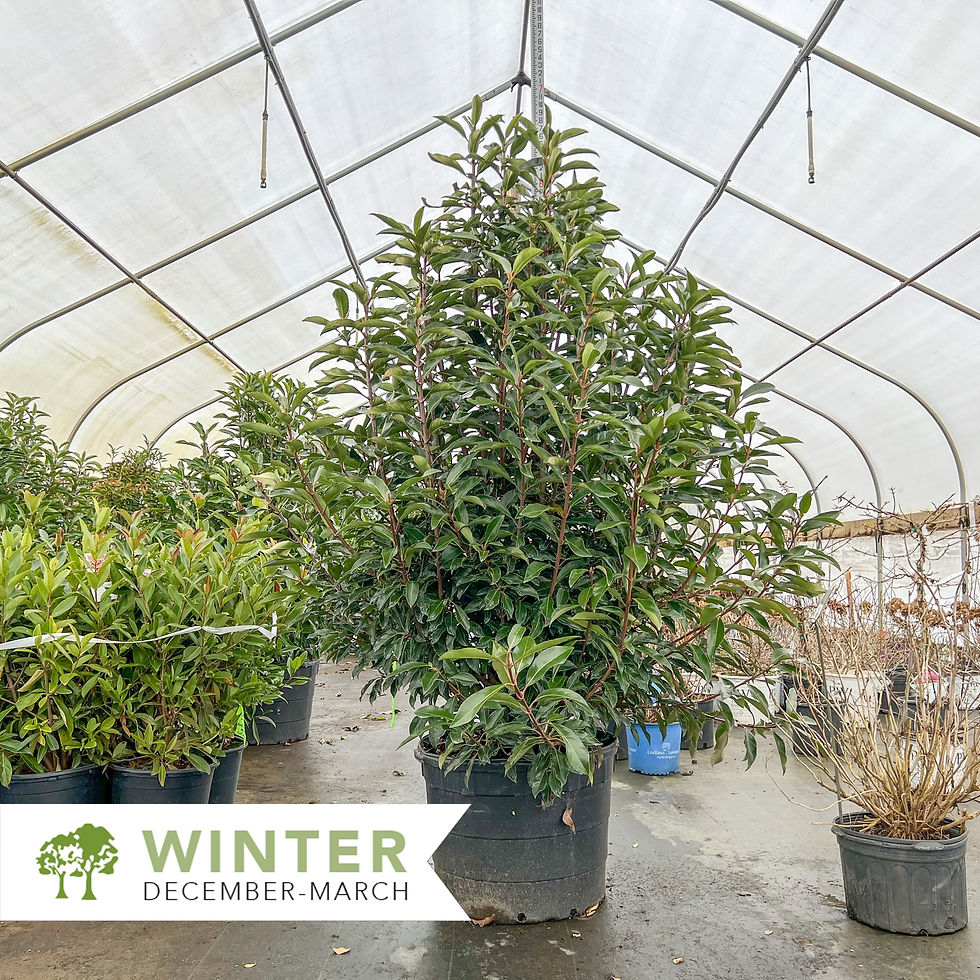 Thumbnail: Chindo Sweet Viburnum - Viburnum awabuki 'Chindo'