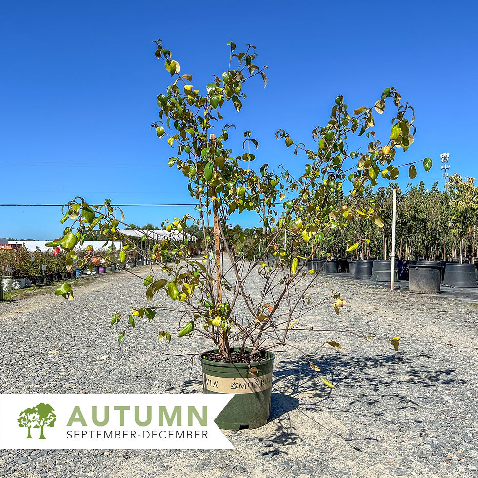 Thumbnail: Burkwood Viburnum - Viburnum x burkwoodii