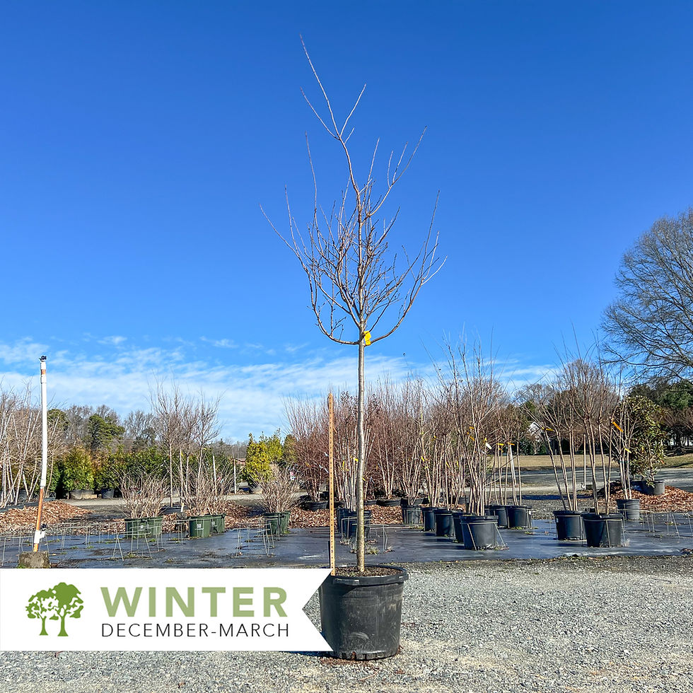 Thumbnail: Autumnalis Cherry - Prunus subhirtella 'Autumnalis'