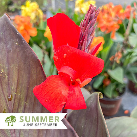 Cannova® Bronze Scarlet Canna Lily - Canna x generalis 'Bronze