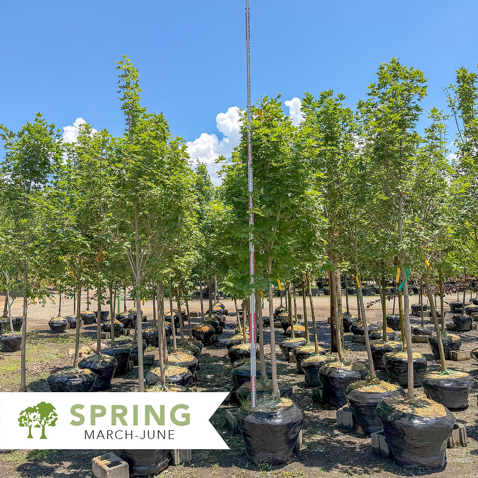 Thumbnail: Legacy Sugar Maple - Acer saccharum 'Legacy'