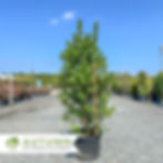 Thumbnail: Oak Leaf™ Red Holly - Ilex x 'Conaf'