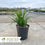 Thumbnail: Creeping Liriope - Liriope spicata
