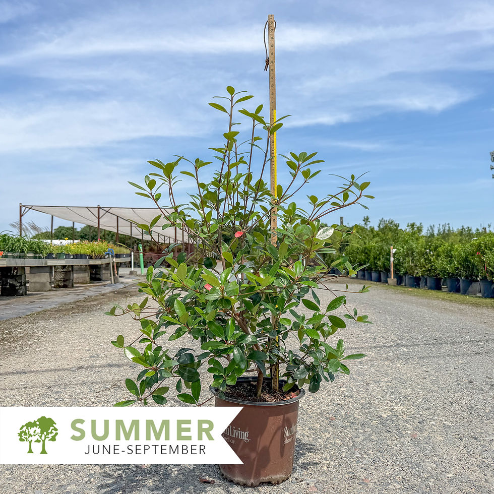 Thumbnail: Bigfoot™ Cleyera – Ternstroemia gymnanthera 'Sotall'