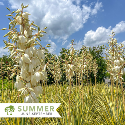 yucca様確認用 Color Guard Yucca – Yucca filamentosa 'Color Guard' | Shepherdssupply