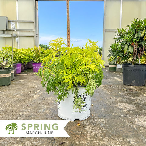 クロスタ LRP 花芽すみれ ①Luminous Daybreak クロスタ LRP 花芽 クロスタ LRP 花芽すみれ ①Luminous Daybreak クロスタ LRP 花芽